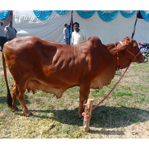 Pure Sahiwal Cow