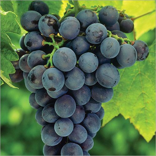 Black Grapes