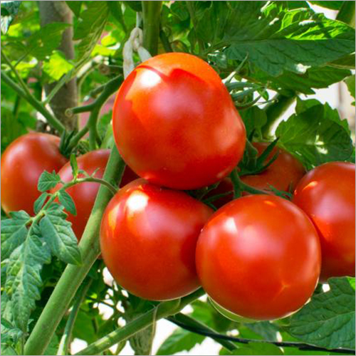 Cherry Tomatoes