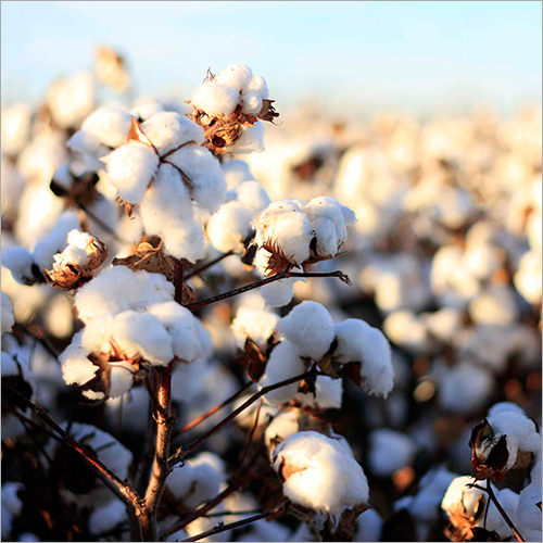 White Raw Cotton