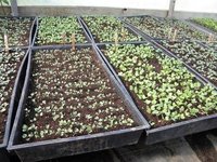 Plastic Nursery Planting Tray