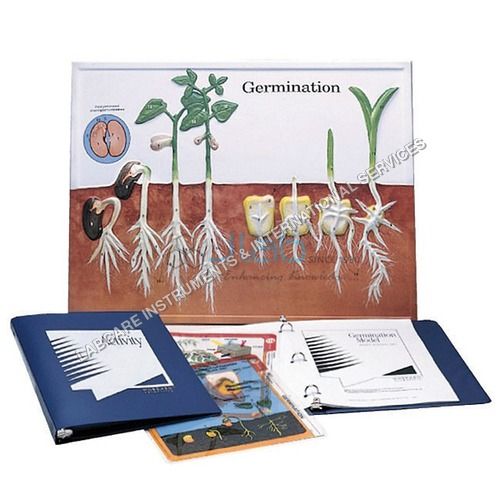 Germination & Angiosperms