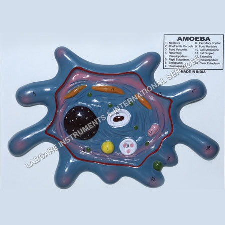 Amoeba model