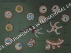 Malarial parasite model