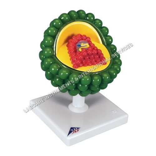 Virus model