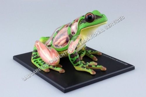 Frog Dissection model