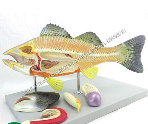 Fish Dissection Model