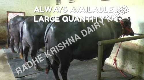 Murrah Buffalo - 450-600 kg, 1.2-1.4 m Height, Black Color | High Milk Yield, Gentle Temperament, Strong Build, Disease Resistance