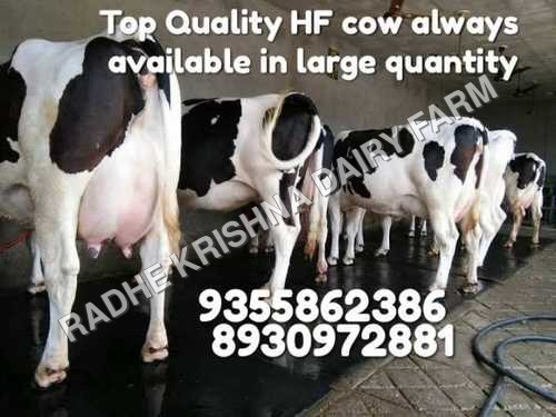 HF Cow