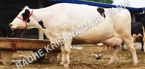 Pure HF Cow