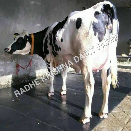 Crossbreed HF Cow