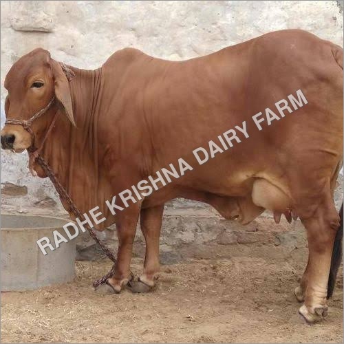 Pure Sahiwal Cow