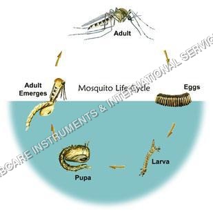 Life History of Mosquito model
