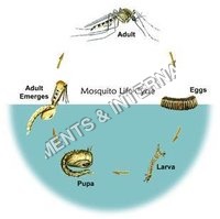 Life History Of Mosquito Model