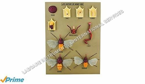 Life history of Honey bee model
