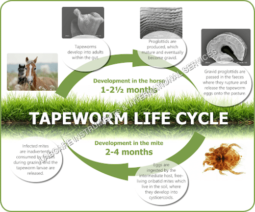 Life Cycle of Tapeworm