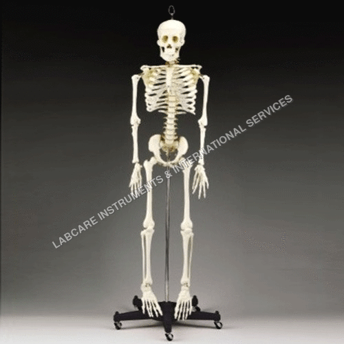 Human Skeleton model