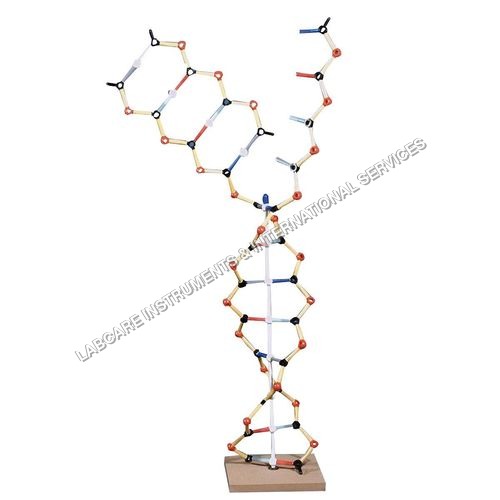 RNA model