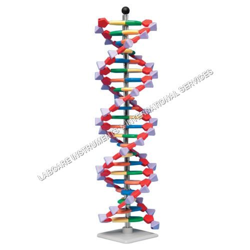 DNA model