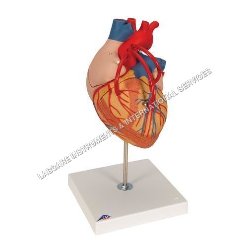 Human Heart model