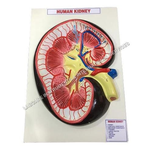 Human Kidney model