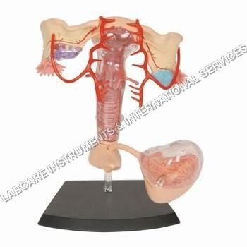 Human Reproductive female model