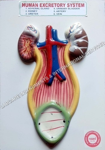 Human Excretory system model