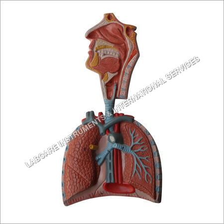 Human Respiratory System Model