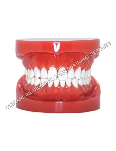 Teeth model