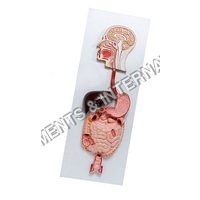 Digestive System Model