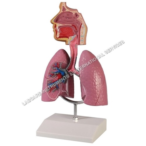 Respiratory system model