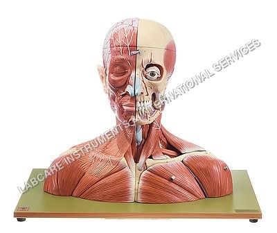 Nervous system model