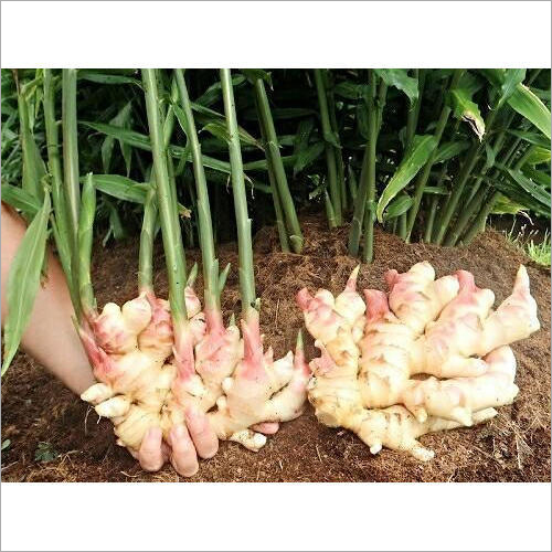 Ginger Seed - Organic, 99%-100% Purity, 3 Months Shelf Life | Flavor Enhancer with Medicinal Benefits and Natural Cleansing Properties