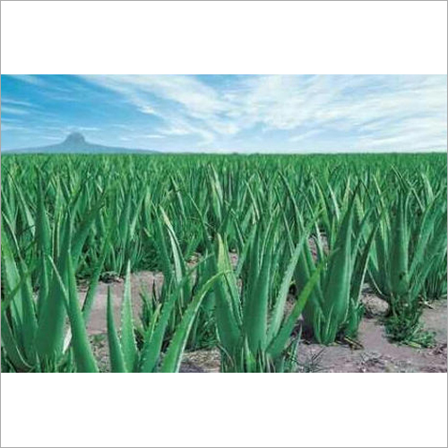 Natural Aloe Vera Plant - Fresh, Fast-Growing, Clay Soil Adaptation | Full Sun Exposure, Sourced from Authentic Vendors, Medicinal Varieties