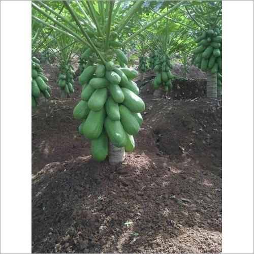Natural Papaya Plant - High Density Real Touch Green Plant, Hybrid Variety with 95% Purity Quotient and 8% Moisture Content