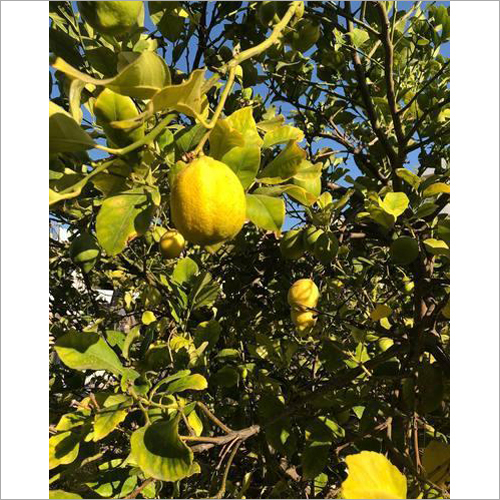 Seed Less Lemon Plant - Clay Soil, 2 Feet Height When Fully Grown, Fast Growth | Ideal for Food and Pharmaceutical Industries