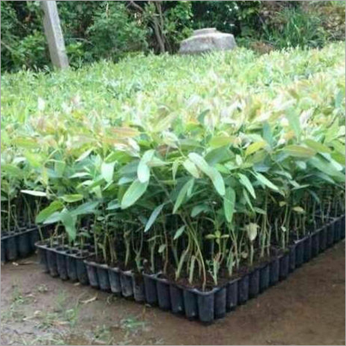 Eucalyptus Clone Plant - Clay Soil Adaptable, 2 Feet Fully Grown Height , Fast Growth Variety Ideal for National and International Markets