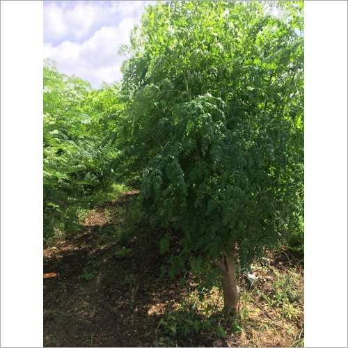 Hybrid Drumstick Plant - Herbal Type Fast Growth Full Sun Exposure | Ideal for Clay Soil and Source of Ayurvedic Drumstick Leaves
