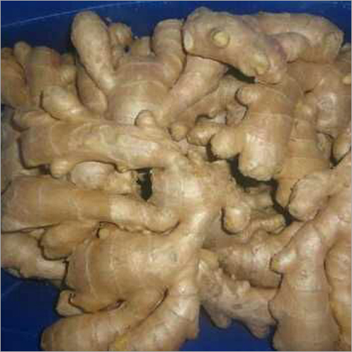 Fresh Ginger - C, B, A Grade | Raw Processing, 7-10 Days Shelf Life, 50 Kg in Gunny Bag Packaging