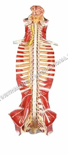 Anatomical Skin Spinal Cord