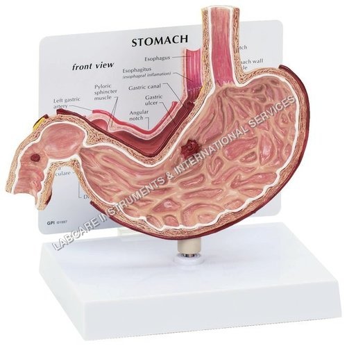 Pvc Human Stomach Model
