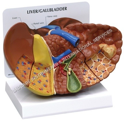 Liver model