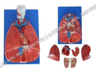 Lungs with heart & Larynx Model