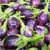 Fresh Brinjal