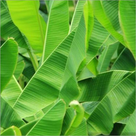 Banana Leaves