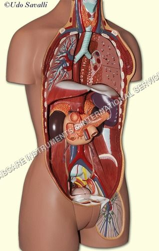 Endocrine system model