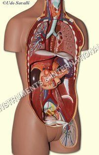 Endocrine System model