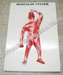 Muscular System Front View Model