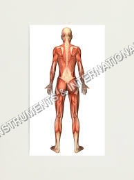 Muscular System Back View Model