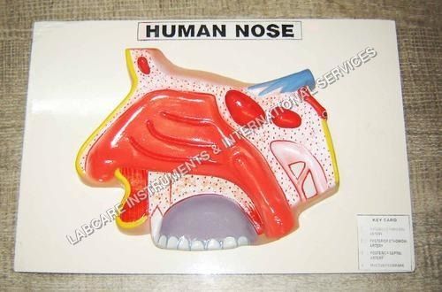 Nose model